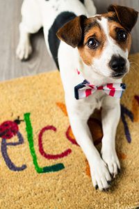 Petfriendly Maresias